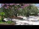 Apartmány Ljuba - nice garden: A2(4+1) Plavi, A4(8+1), A1(2+2) Okrug Gornji - Ostrov Čiovo  - kvetová záhradka/kvetinová plantáž (dom a okolie)
