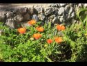 Apartmány Rosemary - gorgeous garden : A1(4+1), A2(4+1) Rogoznica - Riviéra Šibenik  - kvetová záhradka/kvetinová plantáž