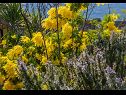 Dovolenkovy dom Božena - nice garden: H(2+1) Poljica (Marina) - Riviéra Trogir  - Chorvátsko  - kvety